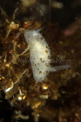 Atalodoris oblonga