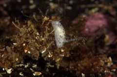 Atalodoris oblonga