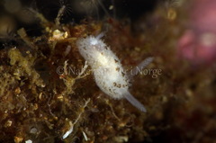 Atalodoris oblonga