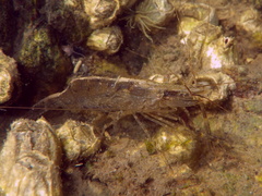 Palaemon macrodactylus