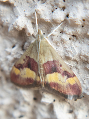 Pyrausta flavofascialis