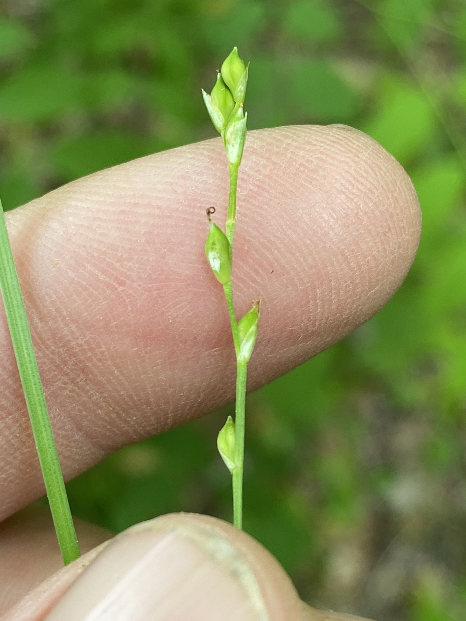 Carex manhartii