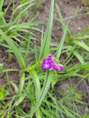 Tradescantia bracteata