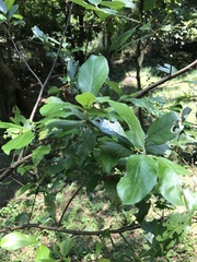 Photinia benthamiana