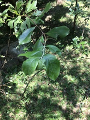 Photinia benthamiana