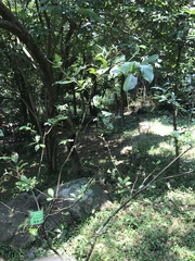 Photinia benthamiana