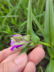 Tradescantia bracteata