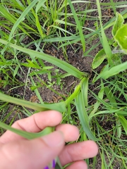 Tradescantia bracteata