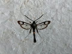 Synanthedon myopaeformis