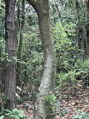 Castanopsis fissa
