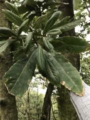 Castanopsis fissa