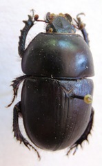 Sericotrupes niger