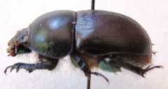 Sericotrupes niger