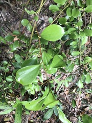 Dendrotrophe varians