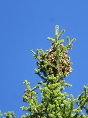 Abies balsamea image