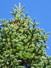 Abies balsamea image