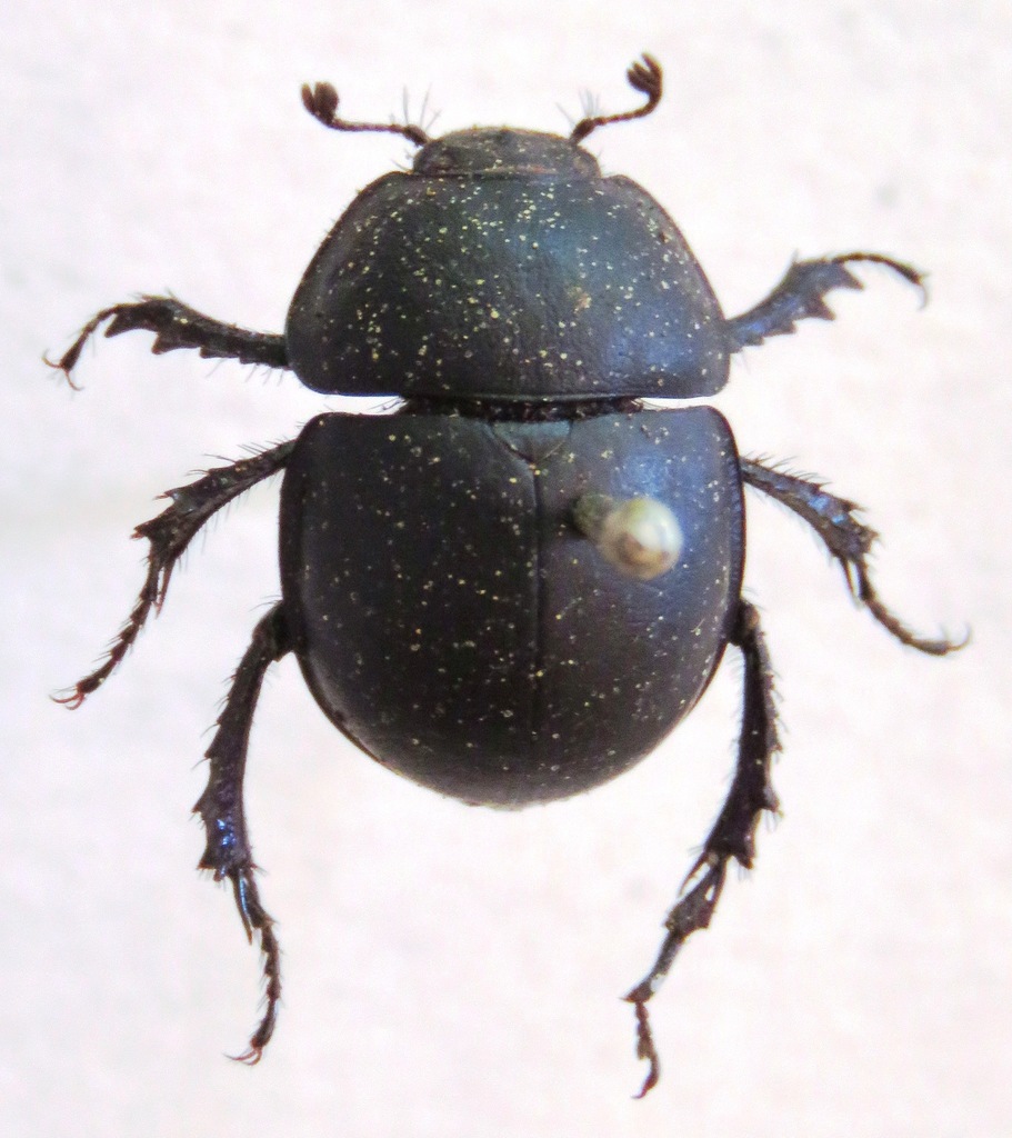 Silphotrupes escorialensis escorialensis