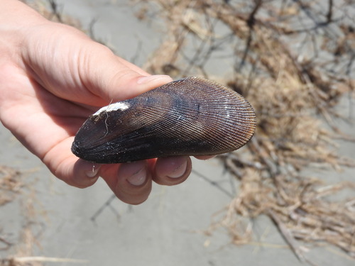 Southern Ribbed Mussel
