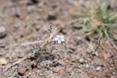 Hesperolinon congestum