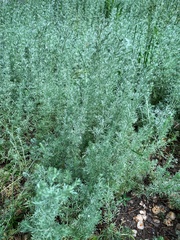 Artemisia austriaca
