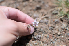 Hesperolinon congestum