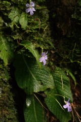 Streptocarpus silvaticus