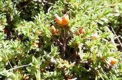 Pimelea oreophila lepta