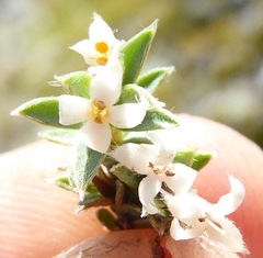 Pimelea oreophila lepta