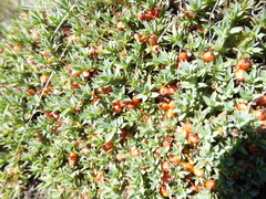Pimelea oreophila lepta