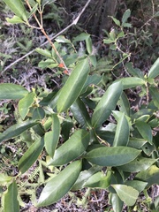 Melodinus cochinchinensis