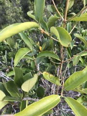 Melodinus cochinchinensis