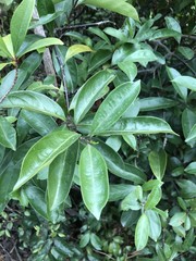 Melodinus cochinchinensis