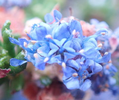 Ceanothus dentatus