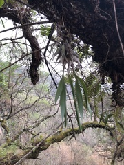 Prosthechea karwinskii