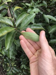 Melodinus cochinchinensis