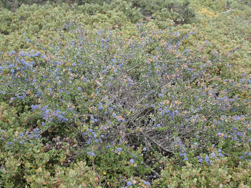 Image of Ceanothus dentatus by (c) Henrik Kibak, some rights reserved (CC BY)