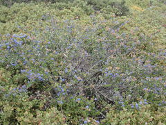 Ceanothus dentatus