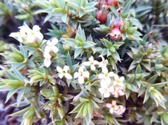 Pimelea oreophila lepta