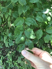 Styrax odoratissimus