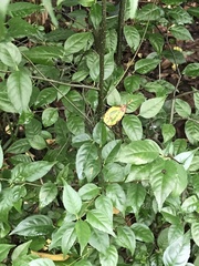 Styrax odoratissimus