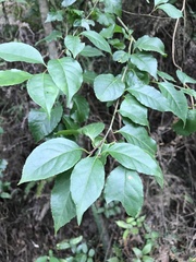 Styrax odoratissimus