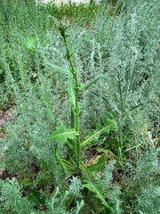 Cichorium intybus