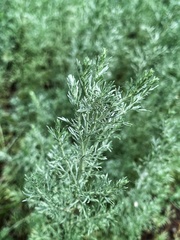 Artemisia austriaca