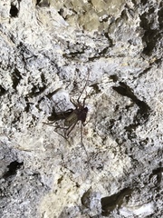 Phrynus operculatus