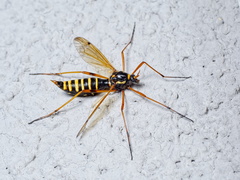 Ctenophora flaveolata