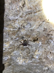 Phrynus operculatus