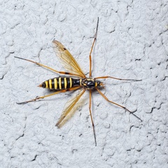 Ctenophora flaveolata