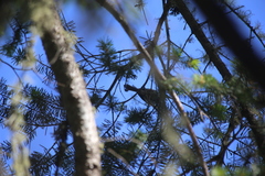 Psaltriparus minimus