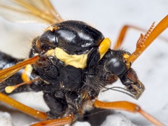 Ctenophora flaveolata