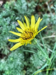 Tragopogon dubius